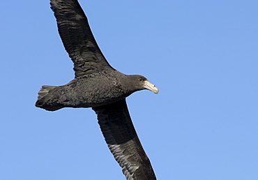 Southern giant petrel (macronectes giganteus) falkland islands, in flight.