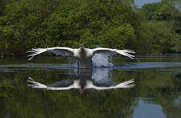 Mute swan, cygnus olor. Taking off from lake. Oxfordshire, uk