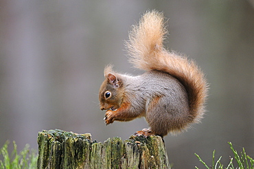 Red squirrel (sciurus vulgaris) sitting on tree stump eating nut, cairngorms, scotland