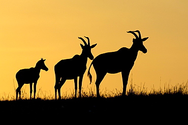 Topi (damaliscus lunatus, masaii mara, kenya, three in silhouette at sunrise.