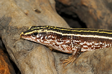 Four-striped plated lizard (zonosaurus quadrilineatus) close-up, captive, native to madagascar