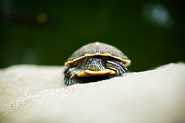Turtle, Central Park, Hong Kong, China, Asia