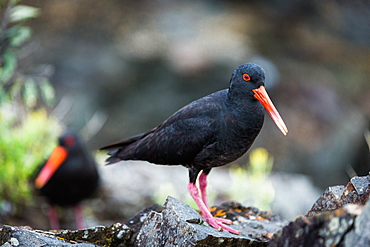 Variable oystercatcher (Haematopus unicolor), Coromandel Penninsula, North Island, New Zealand, Pacific