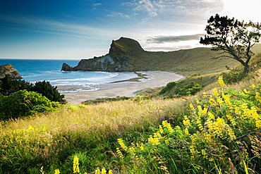 Deliverance Cove at sunset, North Wairarapa, Wairarapa, North Island, New Zealand, Pacific