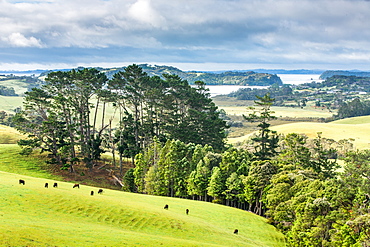 Looking out to Snells Beach, Auckland Region, North Island, New Zealand, Pacific