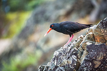 Oystercatcher (Haematopus), Coromandel Peninsula, North Island, New Zealand, Pacific