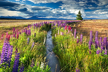 Lupin lined stream, near Lake Tekapo, Mackenzie Country, South Island, New Zealand, Pacific