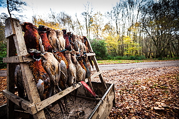 Pheasants, Oxfordshire, England, United Kingdom, Europe