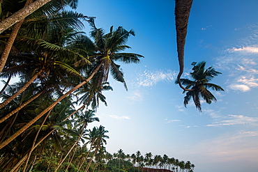 Palm trees, Mirissa, Sri Lanka, Asia