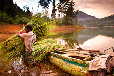 Farmer, Adams Peak, Sri Lanka, Asia