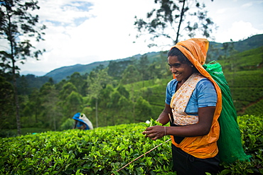 Tea picker, Haputale, Sri Lanka, Asia