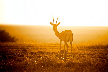 Springbok at sunset, Kenya, East Africa, Africa
