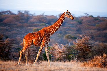 Giraffe, Kenya, East Africa, Africa