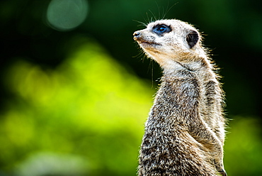 Meerkat (Suricata suricatta), in captivity, United Kingdom, Europe