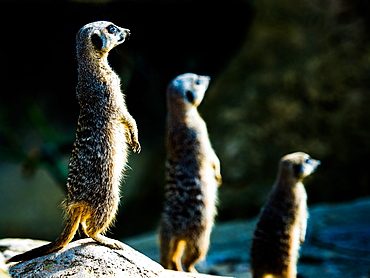 Meerkats (Suricata suricatta) in captivity, United Kingdom, Europe