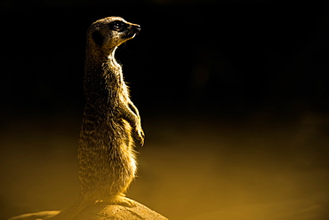 Meerkat (Suricata suricatta), in captivity, United Kingdom, Europe