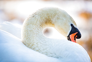 Swan in the morning light, United Kingdom, Europe