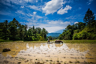 Buffalo and worker plough a Padi field, Sumatra, Indonesia, Southeast Asia