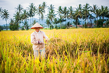 Workers in a Padi Field in Bukittinggi, Indonesia, Southeast Asia