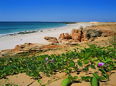 May flowring Ipomoea Pes Caprae Ssp Brasiliensis (convolvulus), Cape Leveque, Kimberley, Western Australia, Australia