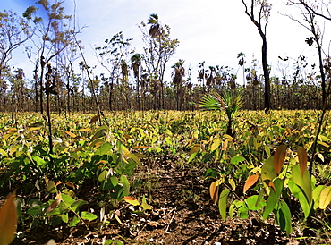 Re-growth of eucalyptus seedlings after bush fire, beside Mitchell Plateau Road, Kimberley, Western Australia, Australia, Pacific