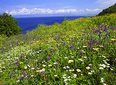 Wild flowers in spring in Zingaro Nature Reserve, Sicily, Italy, Mediterranean, Europe