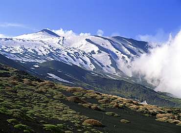 Clumps of thorn amid lava fields on northern slopes of Mount Etna, Sicily, Italy, Europe