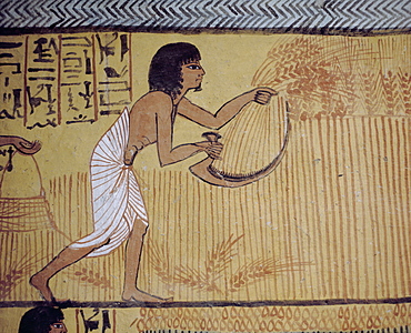 Wall painting showing harvesting grain, tomb of Sennejem (Sinjun), Deir el Medina, Thebes, UNESCO World Heritage Site, Egypt, North Africa, Africa