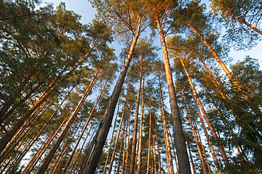 Pine (Pinus sp.) tree plantation, late afternoon sunlight in February, Bialowieza National Park, Podlaskie Voivodeship, Poland, Europe