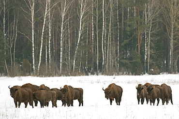 European bison (Bison bonasus) herd walking on snow covered field in February, Bialowieza National Park, Podlaskie Voivodeship, Poland, Europe