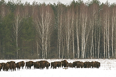 European bison (Bison bonasus) herd walking on snow covered field in February, Bialowieza National Park, Podlaskie Voivodeship, Poland, Europe