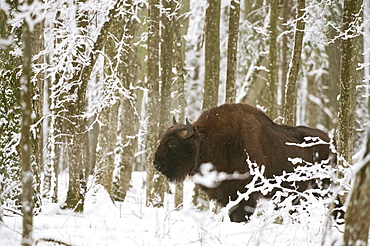 European bison (Bison bonasus) bull with radio tracking collar, standing in snow covered forest habitat in February, Bialowieza National Park, Podlaskie Voivodeship, Poland, Europe