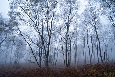 Silver birch (Betula pendula) trees and dawn fog in October, Peak District, Derbyshire, England, United Kingdom, Europe