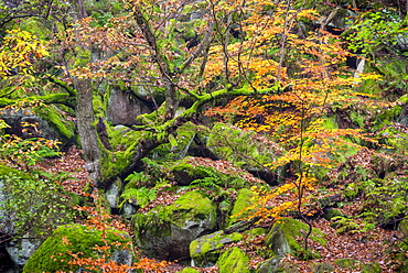 Autumn colour in October, Padley Gorge, Peak District National Park, Derbyshire, England, United Kingdom, Europe