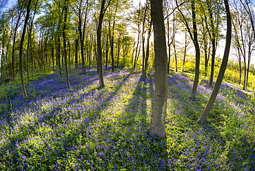 Common bluebell (Hyacinthoides non-scripta) growing in Common Beech woodland habitat, Kent, England, United Kingdom, Europe