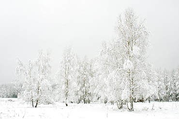 Silver birch (Betula pendual) tree growing on snow covered meadow in February, Bialowieza, Poland, Europe