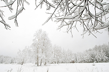 Silver birch (Betula pendual) tree, growing on snow covered meadow in February, Bialowieza, Poland, Europe