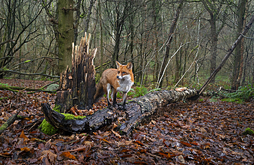 Red fox (Vulpes vulpes) standing on fallen tree in coppice woodland, United Kingdom, Europe