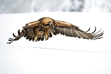 Golden eagle in flight over snow covered field, Finland, Europe