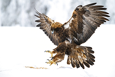 Golden eagle (Aquila chrysaetos) landing on carcase, Finland, Europe