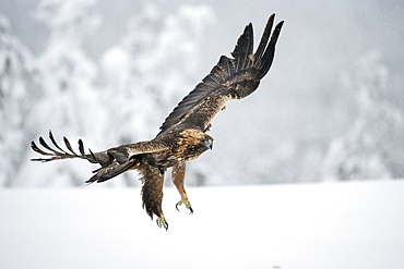 Golden eagle in flight over snow covered field, Finland, Europe