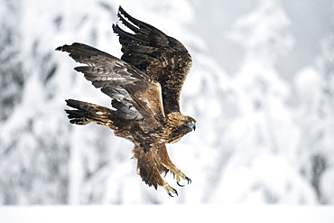 Golden eagle in flight over snow covered field, Finland, Europe