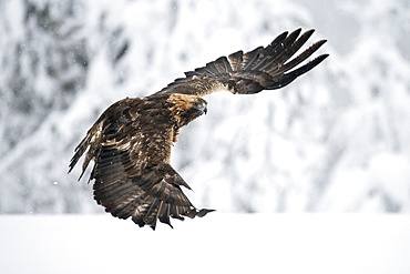 Golden eagle in flight over snow covered field, Finland, Europe