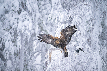 Golden eagle (Aquila chrysaetos) landing on branch in snowfall, Finland, Europe