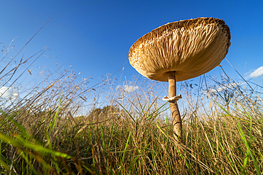 Slender parasol mushroom (Macrolepiota mastoidea) growing on grassland, United Kingdom, Europe