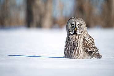 Great grey owl (Strix nebulosa) on the snow, Finland, Europe