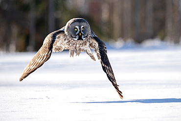 Great grey owl (Strix nebulosa) in flight over snow covered meadow, Finland, Europe