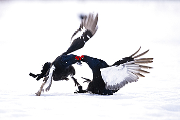 Male black grouse (Lyrurus tetrix) fighting on snow covered field