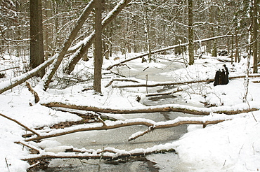 Frozen wetland area in snow covered primeval forest habitat in February, Bialowieza Strictly Protected Area, UNESCO World Heritage Site, Bialowieza National Park, Podlaskie Voivodeship, Poland, Europe