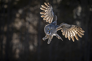 Great-grey owl (Strix nebulosa) in flight, Finland